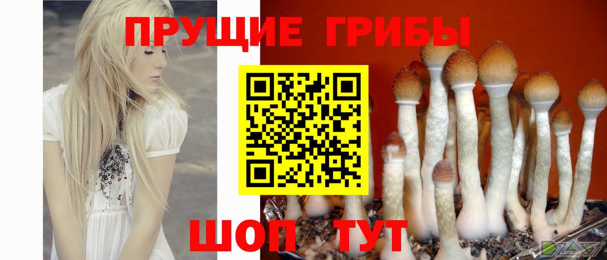 Ставрополь  Галлюциногенные грибы GOLDEN TEACHER  Вход с VPN 